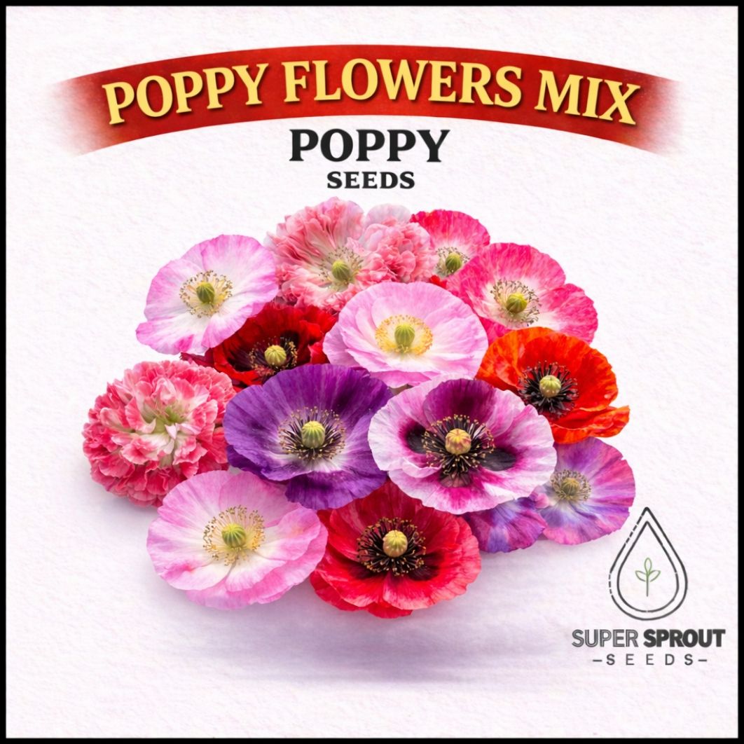 BULK Poppy mix flowers x 1000+ seeds  _0