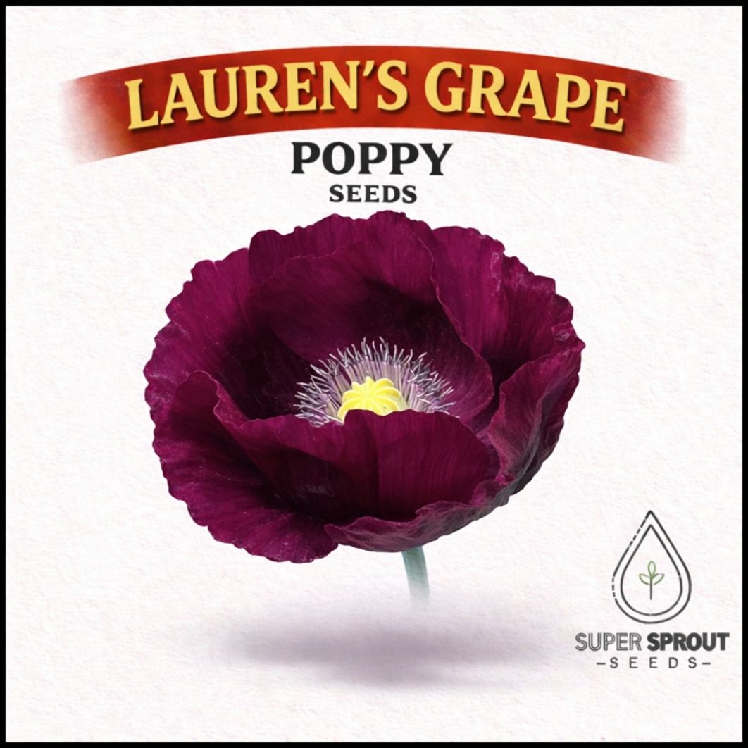 LAUREN'S GRAPE POPPY/PAPAVER x 100+ seeds_0
