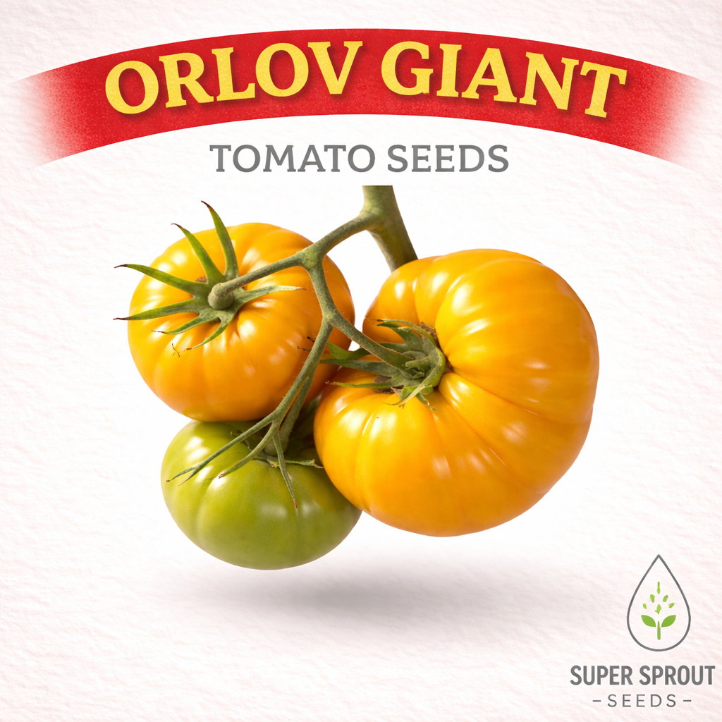 ORLOV YELLOW GIANT TOMATO x 10 seeds_0