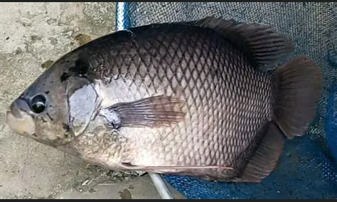 ikan gurame hidup segar _0