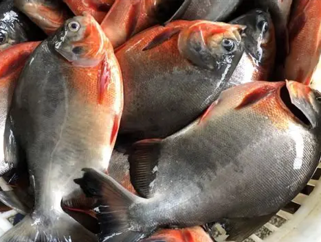 ikan bawal segar hidup _0