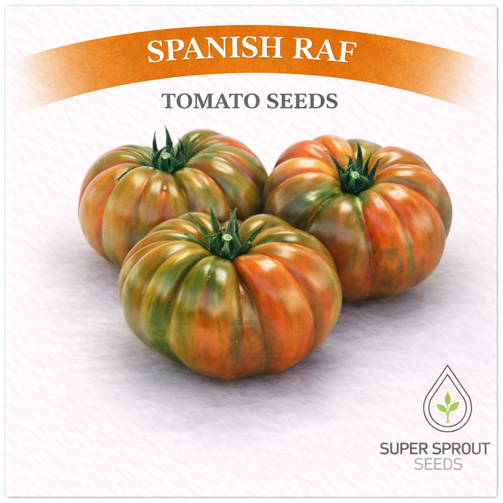 🍅SPANISH RAF TOMATO🍅 x 15 seeds_0