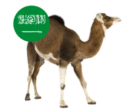 Saudi Camel_0