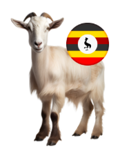 Uganda Goat_0