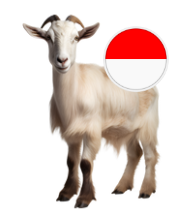 Indonesia Goat_0