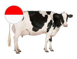 Indonesia Cow_0