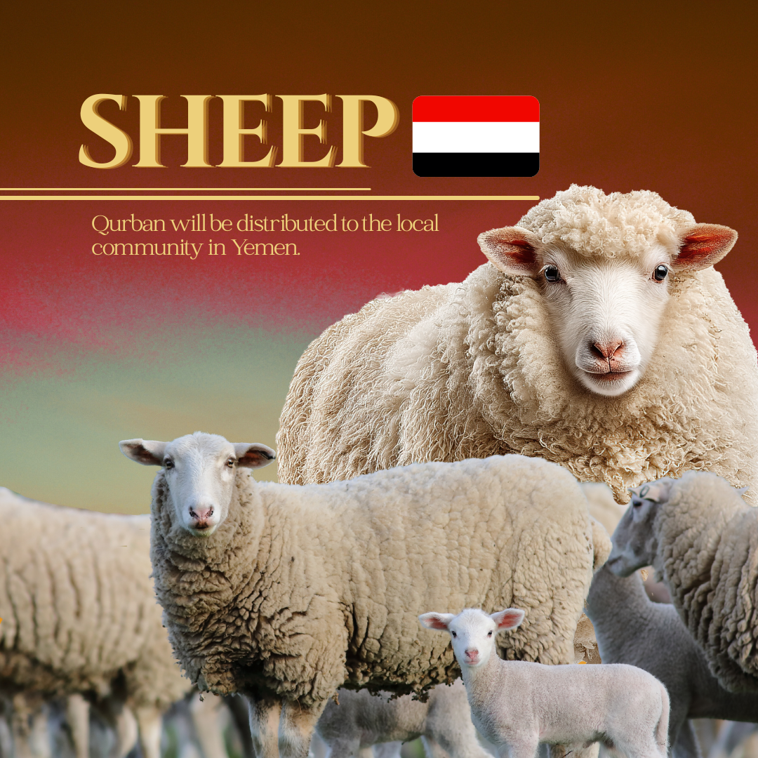 SHEEP (YEMEN)_0