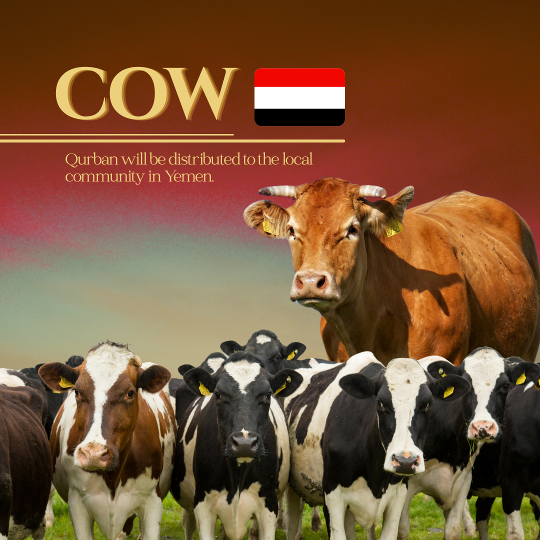 COW (YEMEN)_0