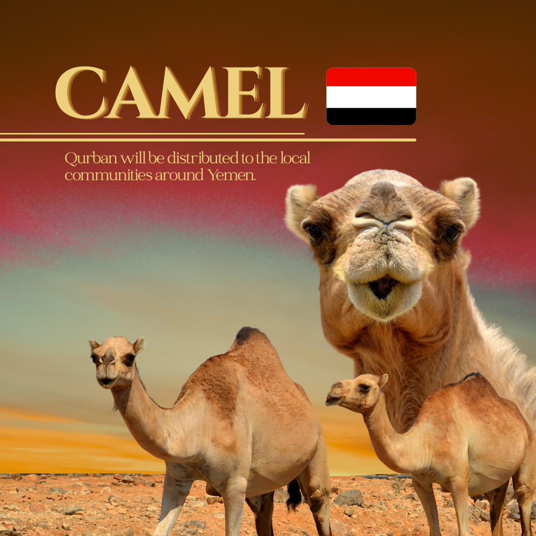 CAMEL (YEMEN)_0
