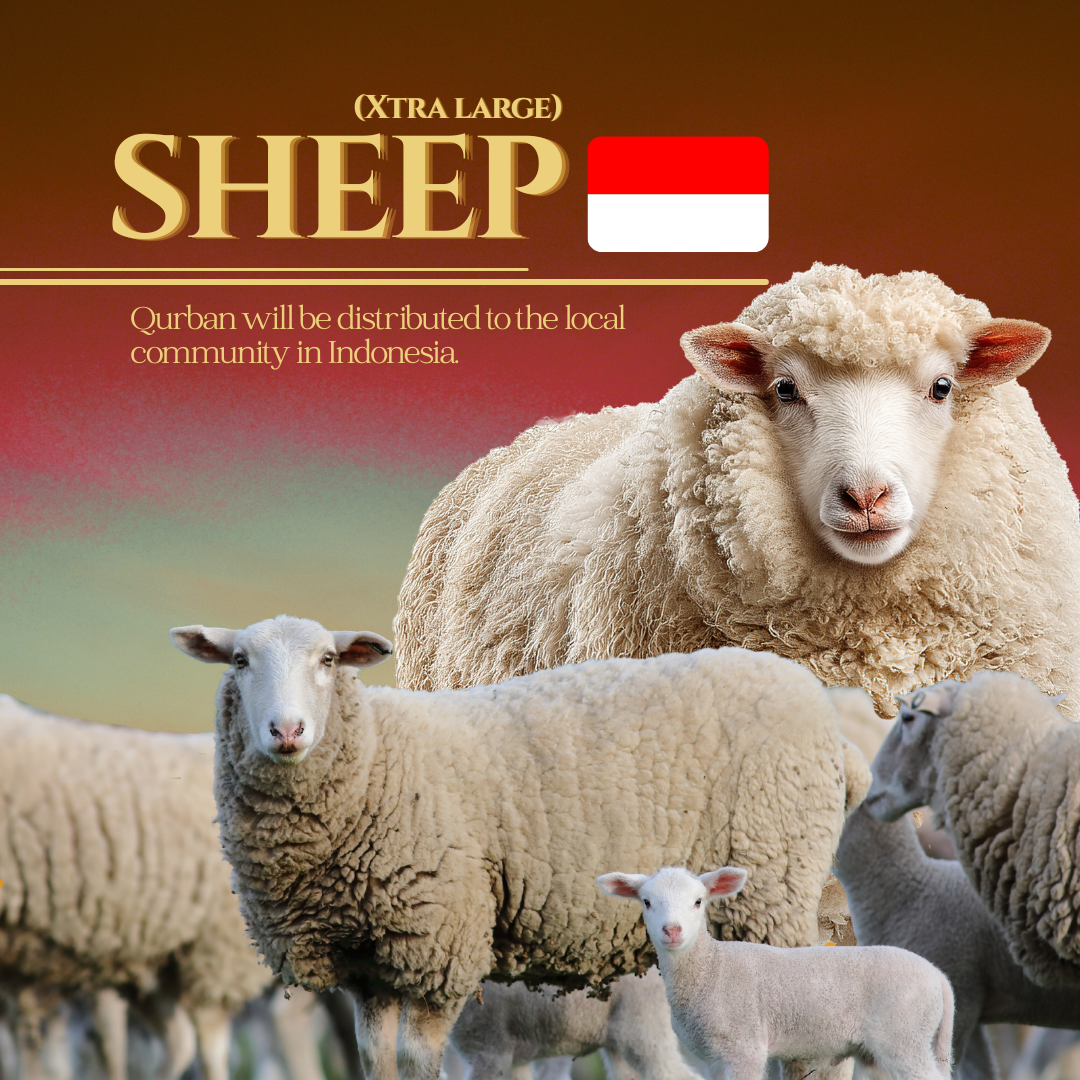 SHEEP XL (INDONESIA)_0