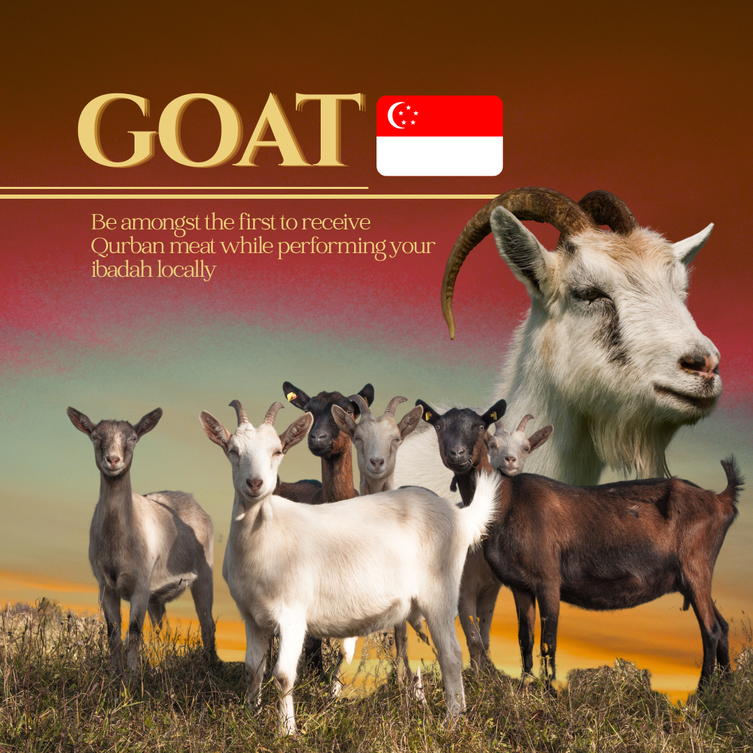 GOAT (SINGAPORE)_0