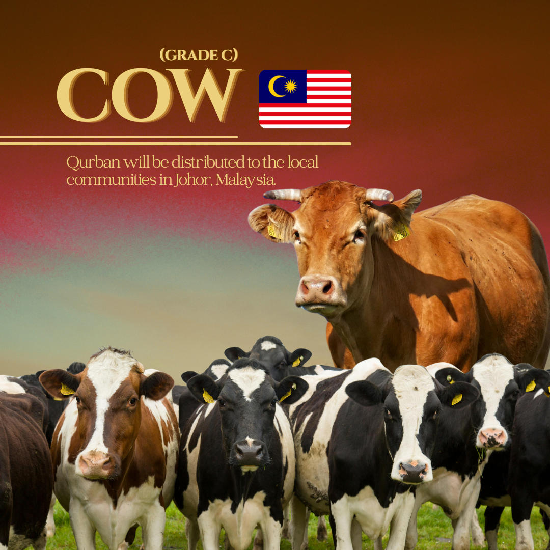 COW GRADE C 220-240KG (MALAYSIA)_0