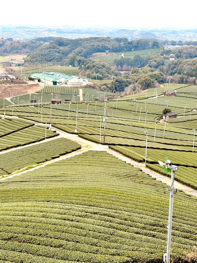 Yame Tea Appreciation & Matcha Whisking (3 May 2026, Sunday 2-3.30pm)_3