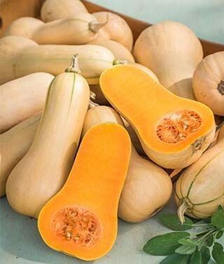Butternut Squash  (Zapallo Butternut)_0