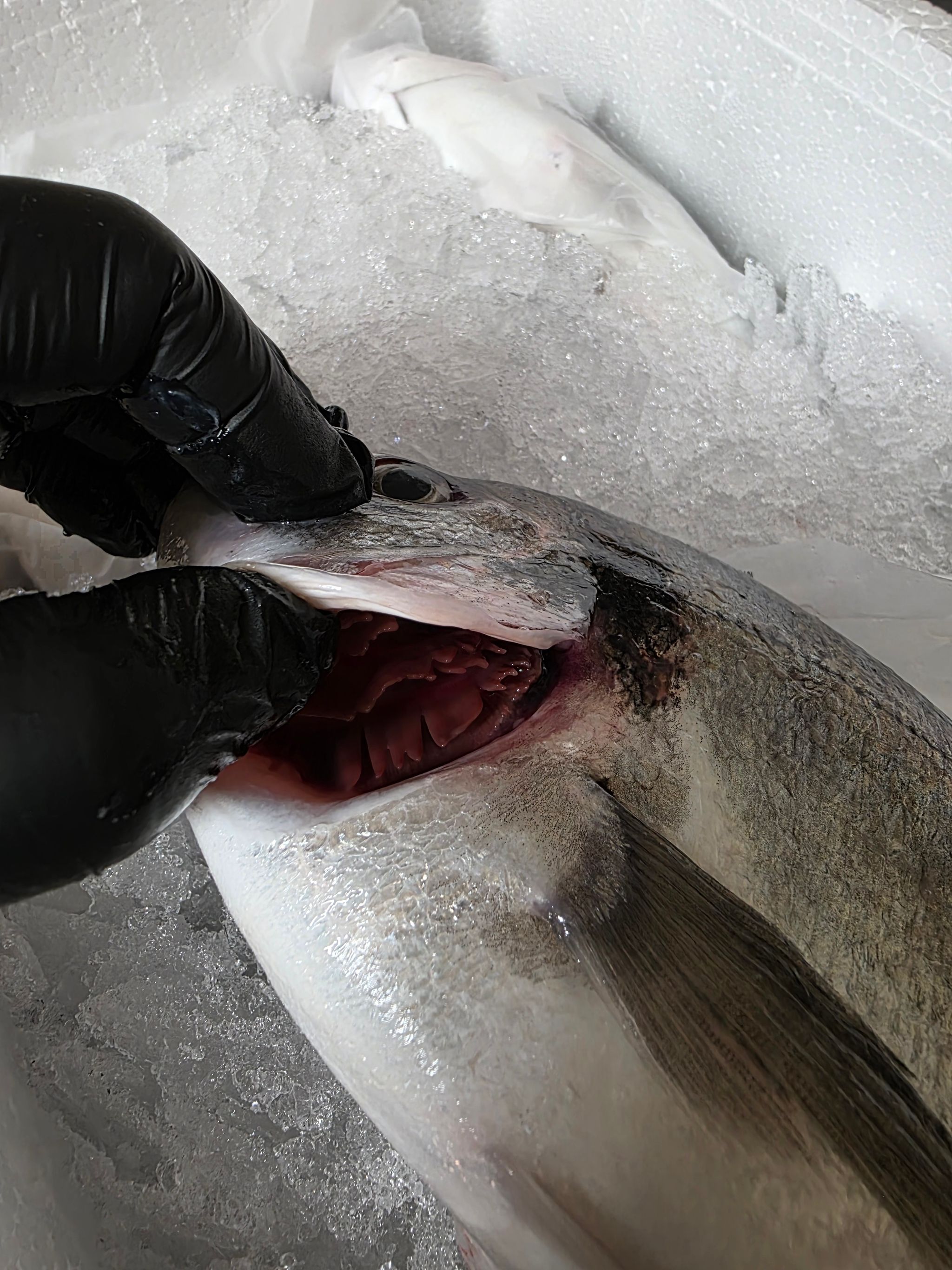 Dorada Afumată - 130 lei / Kg_4