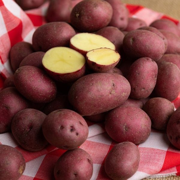 Mini Red Potatoes _0