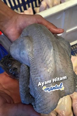 Ayam Hitam XS (Berat <600gr )_0