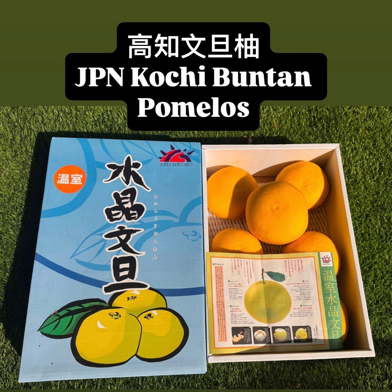 JPN KOCHI BUNTAN POMELO 日本高知文旦柚_0