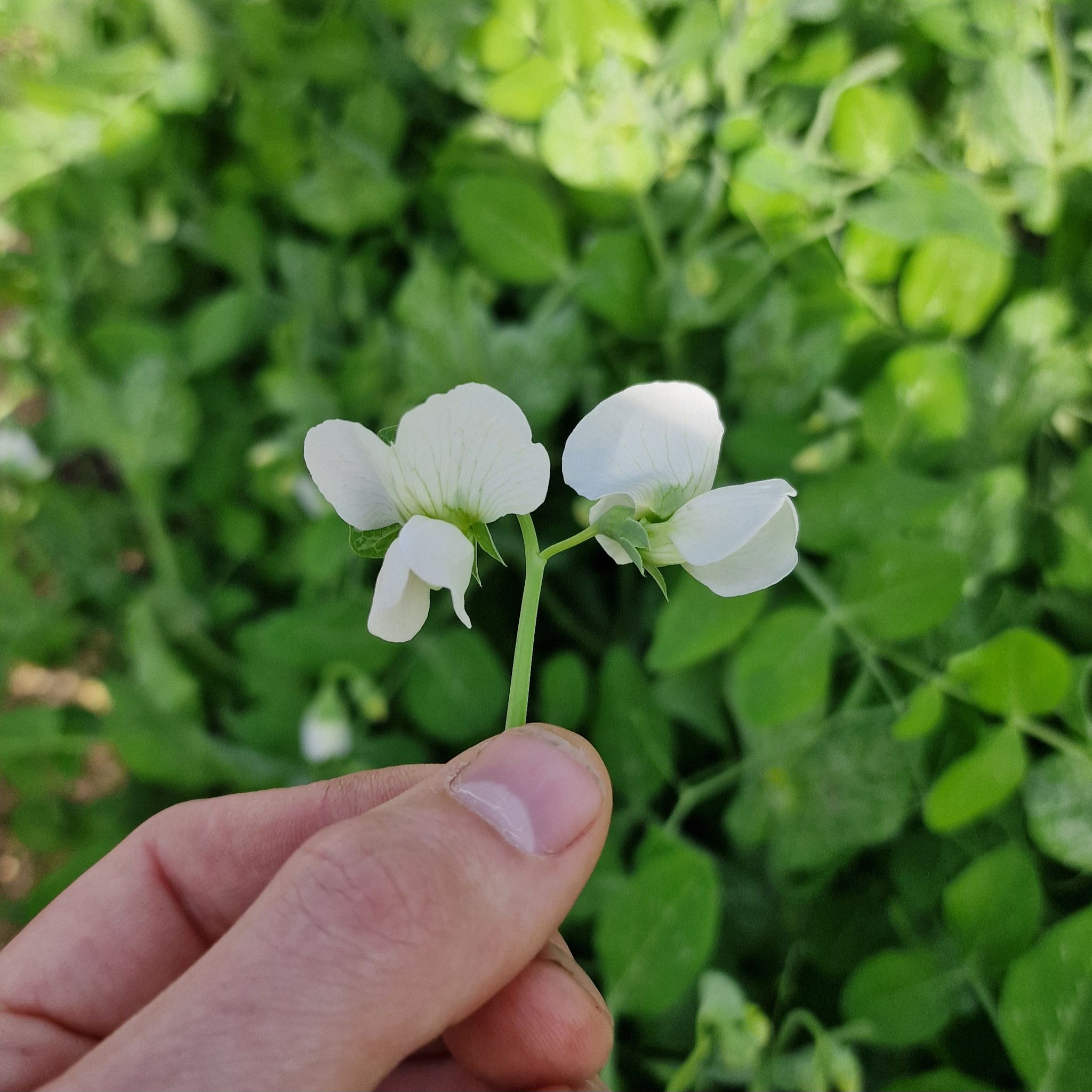 Witte Erwten bloem/ white Pea flower_0