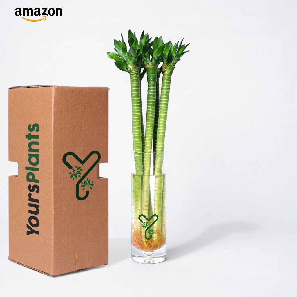 Lotus Bamboo (Set of 2 & 4 Sticks) – 60cm Live Indoor Plants for Good Luck & Wealth_4
