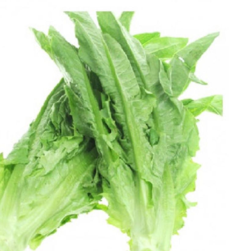 Chinese lettuce _0