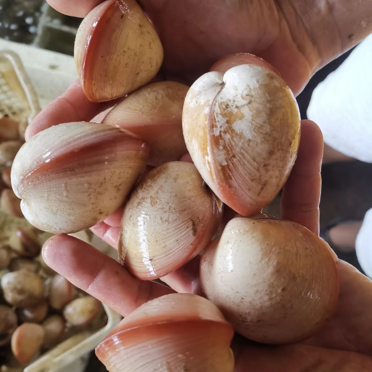JUMBO PINK VENUS CLAM _0