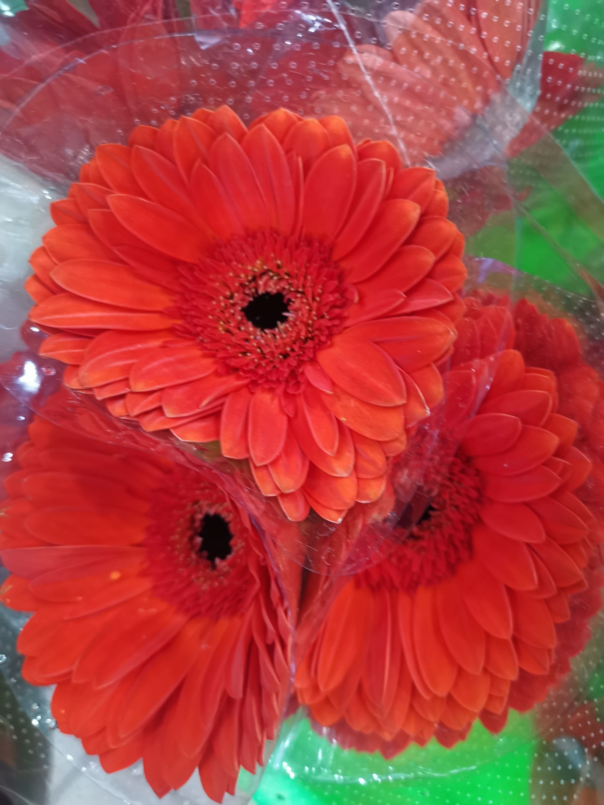 Gerbera daisy arrangements _3