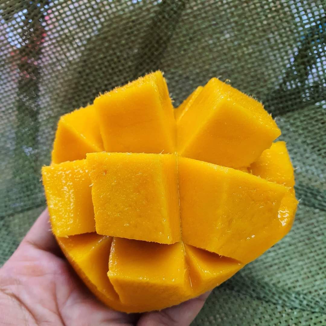 Cambodia Gold Mango (6 per set)_1