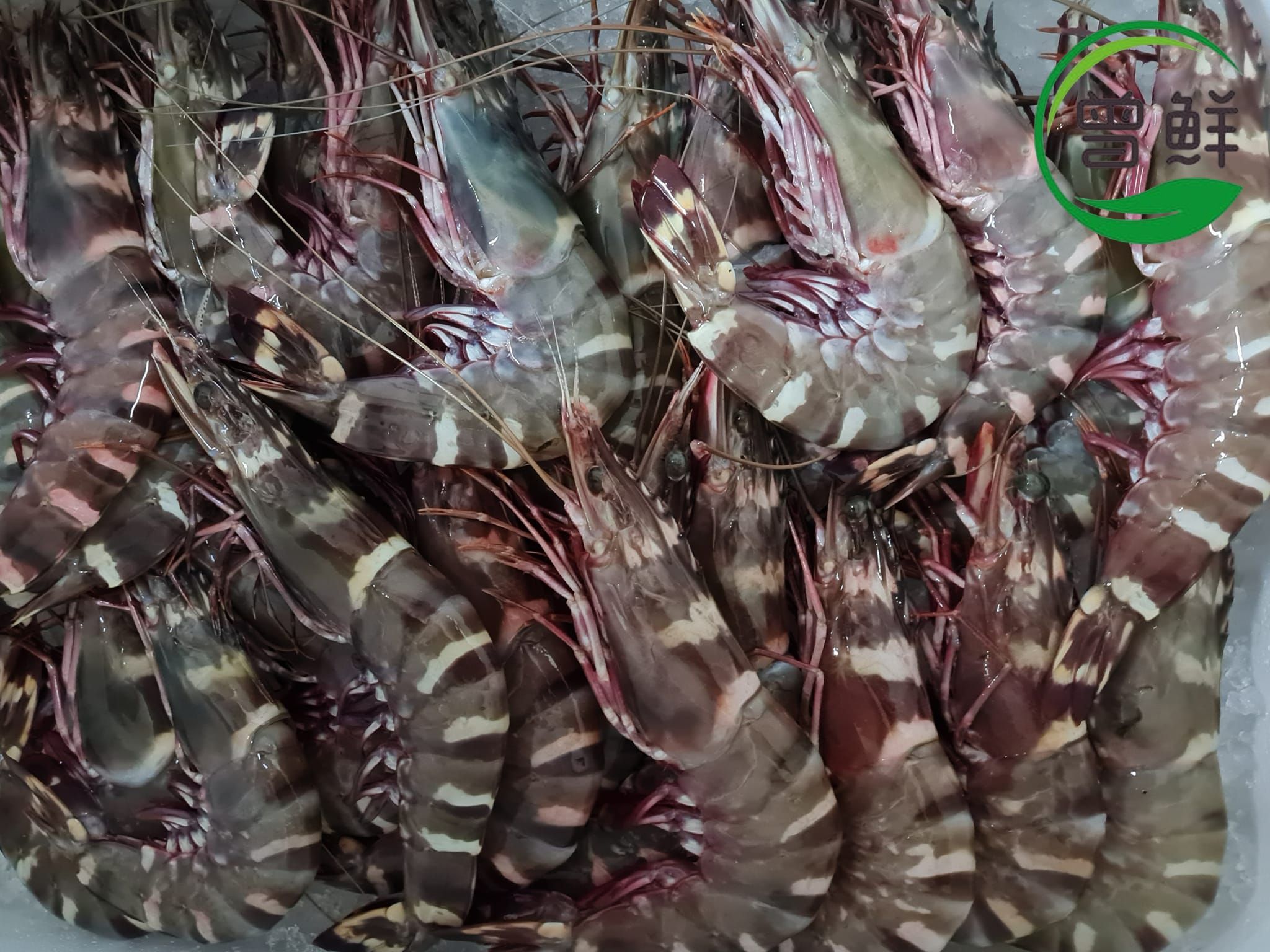 海老虎虾 Wild Tiger prawn_0