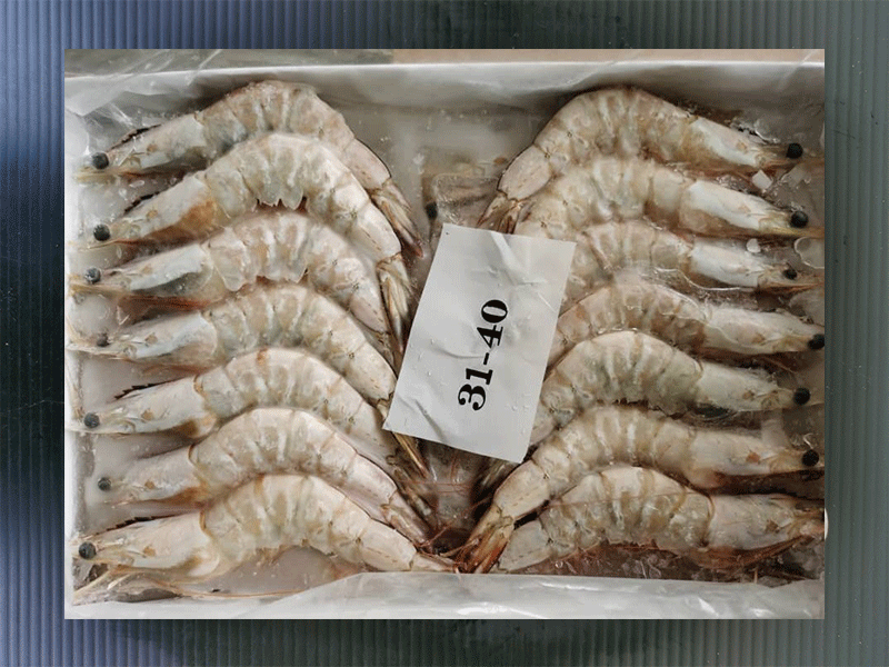 Caught Fresh & Frozen Sea Prawns ML 31/40 _0
