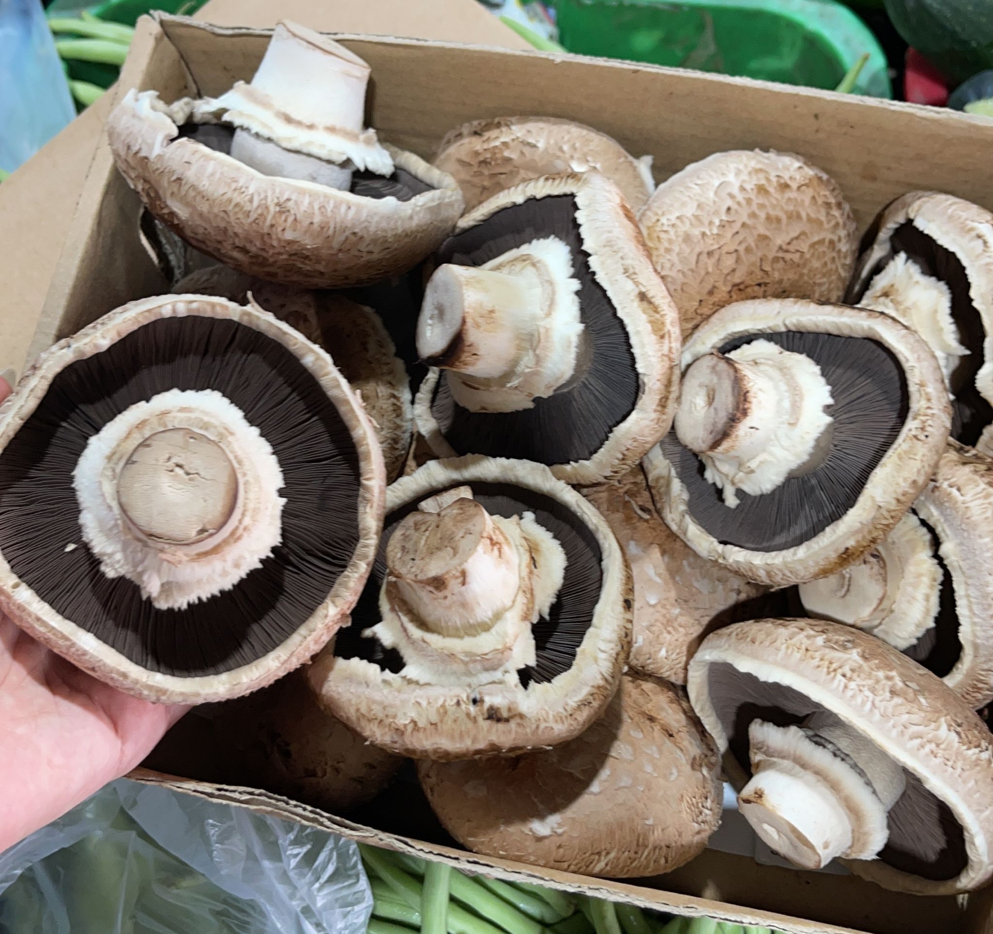 Holland portobello mushroom (approx 1kg)_0