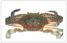 Flower crab  花蟹_0