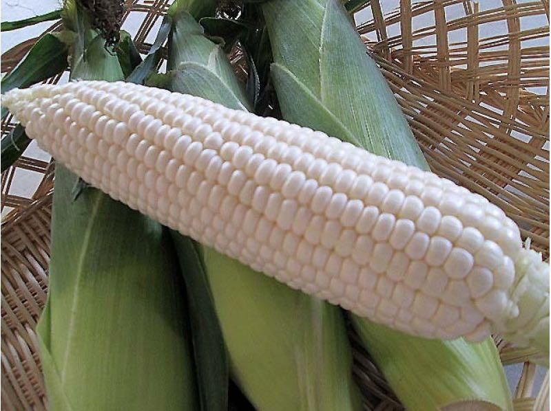 AAA grade White corn_1