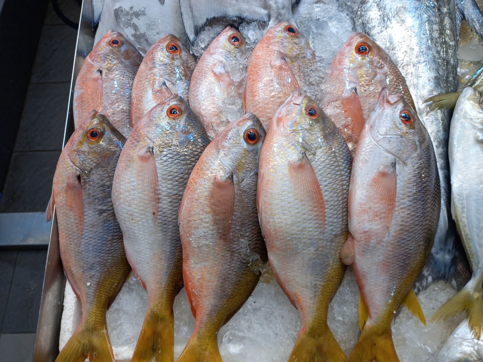 Yellow Tail Fish 番薯鱼 _0