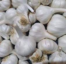 garlic india_0