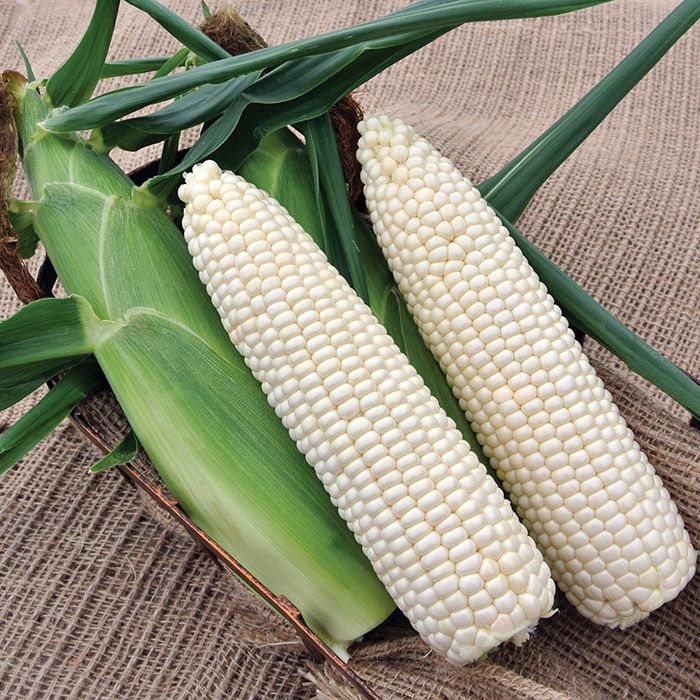 White Corn - 白玉米_0