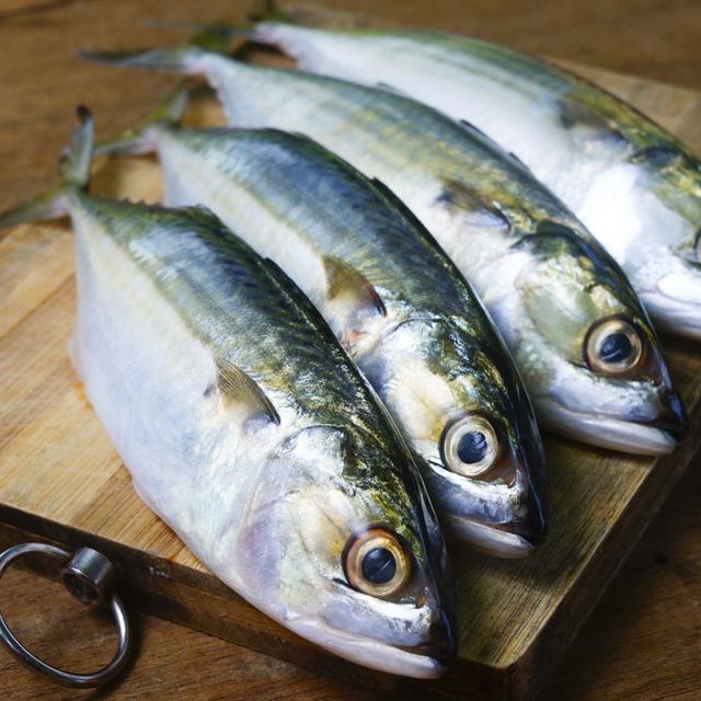 Ikan Kombong _0