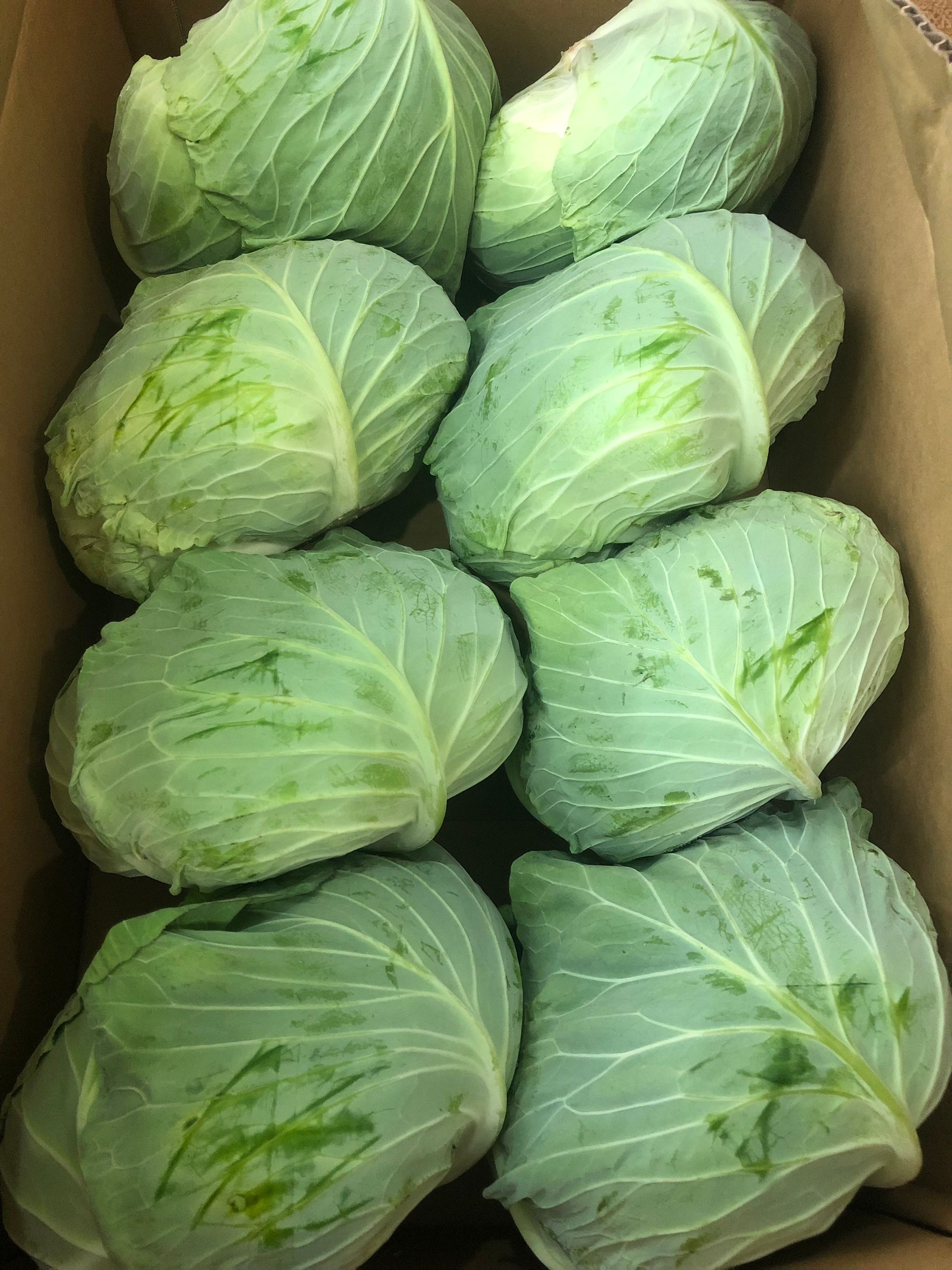 JPN GUNMA CABBAGE_0