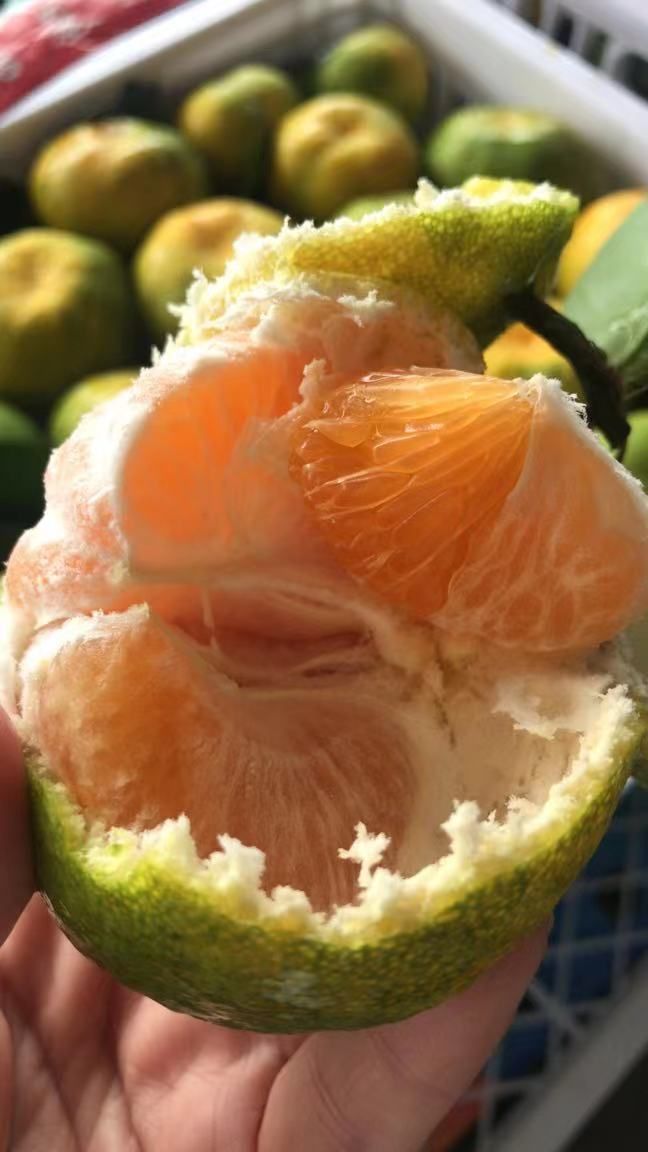 🍊青皮桔子 Oranges$6/1kg_1