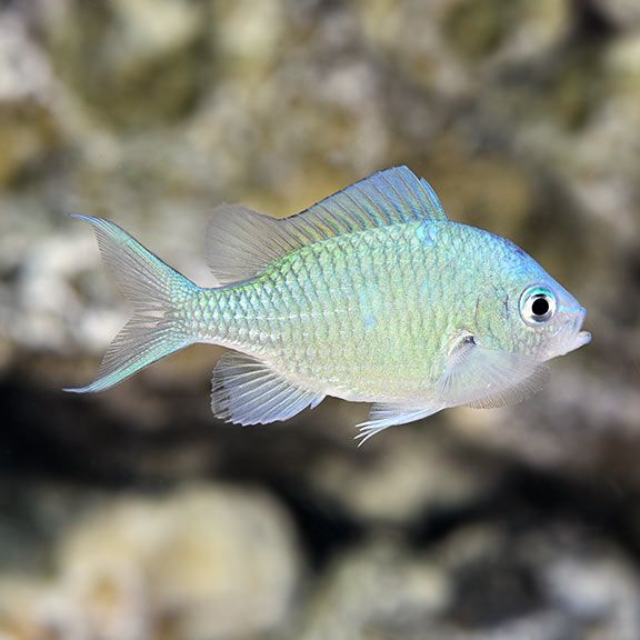 Blue/Green Chromis_0