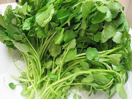Water Cress - 水芹_0