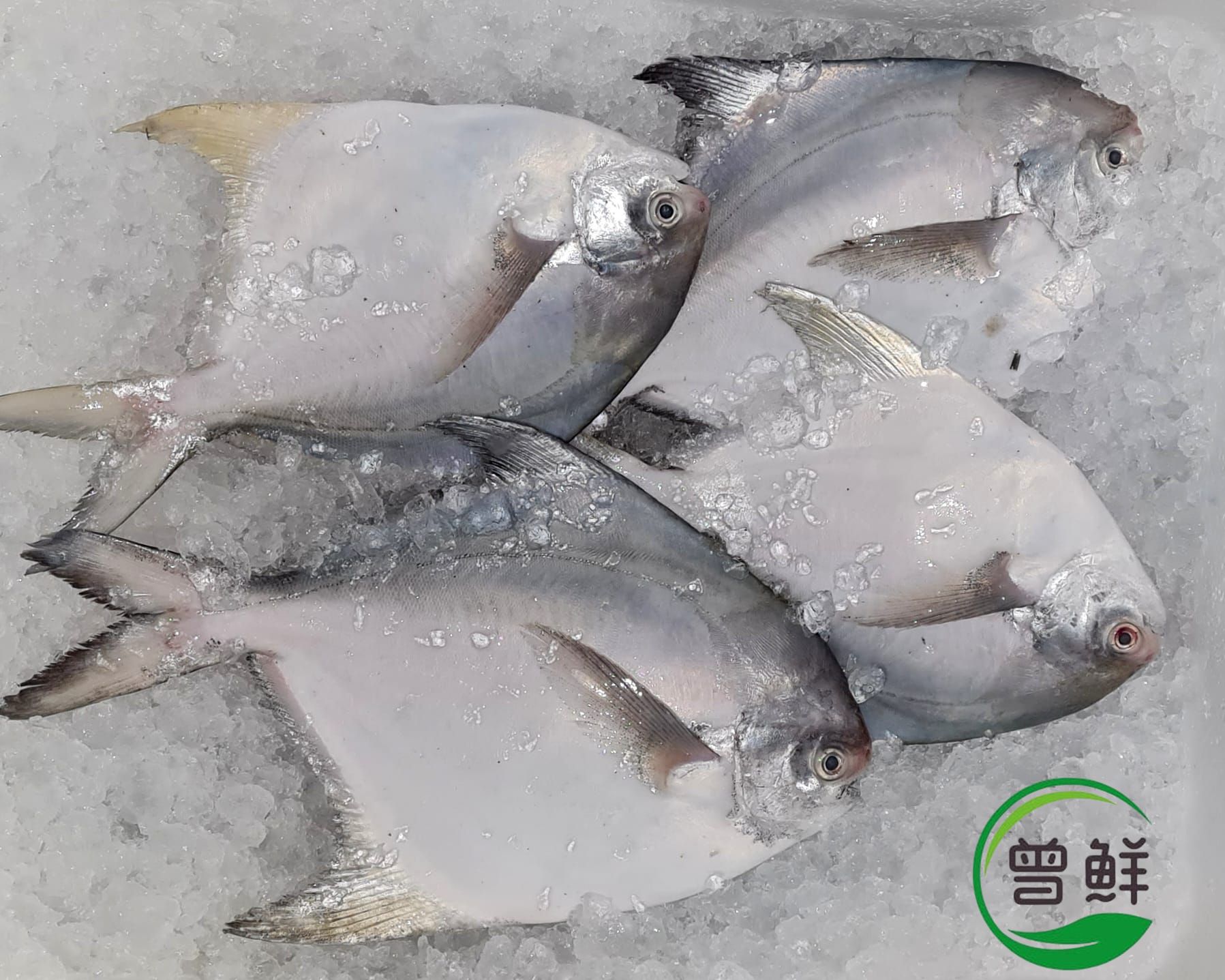 白鲳 White Pomfret_0