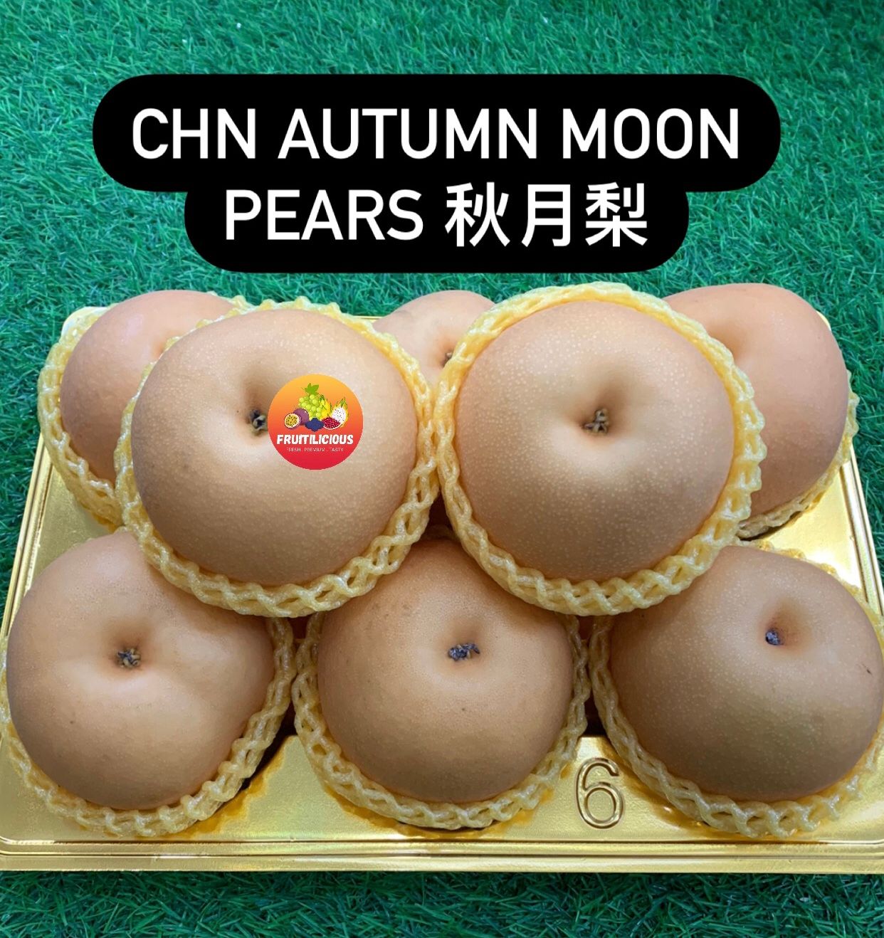 CHN AUTUMN MOON PEARS 秋月梨 (XL)_0
