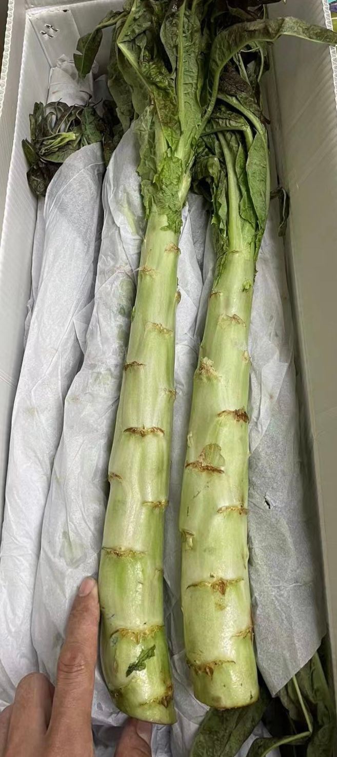 🎋莴笋 -$5/3根_0
