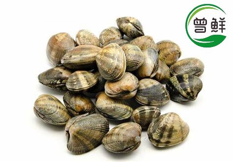 啦啦 Clams _0