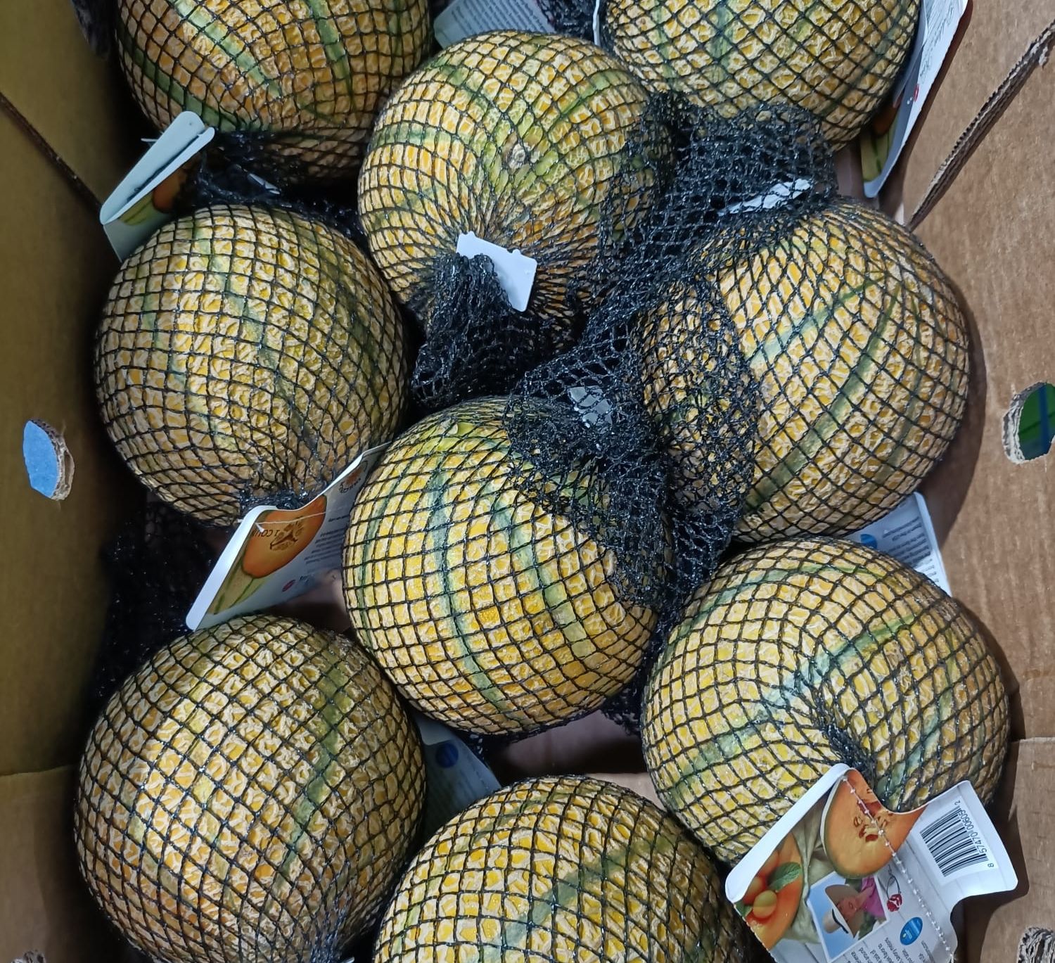 Premium! USA Golden Kiss Melon (Firm) - Large_2