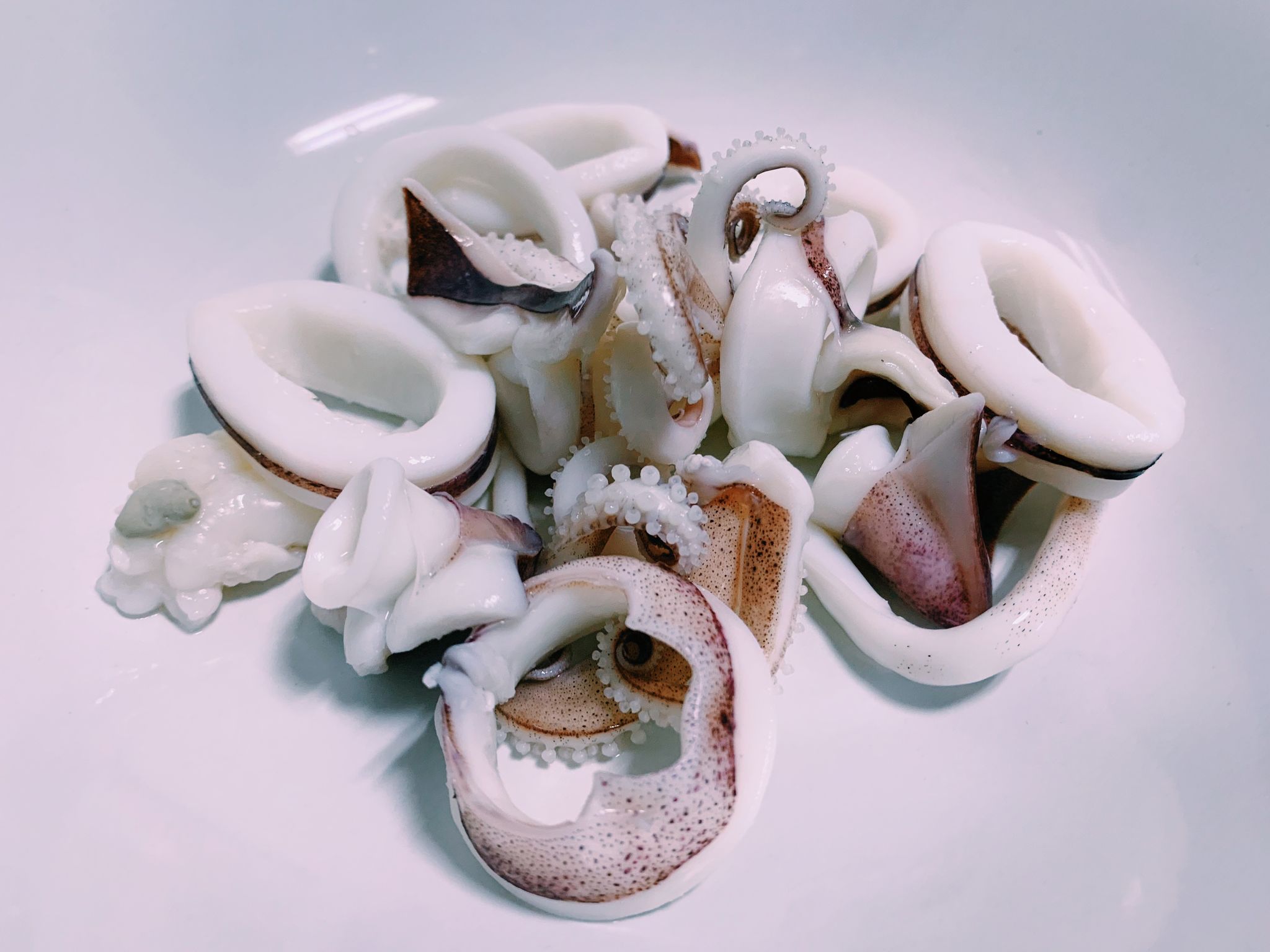 Squid 🦑 _0