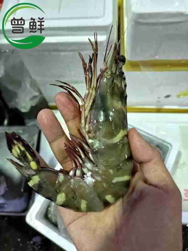 海老虎虾 Wild Tiger prawn_1