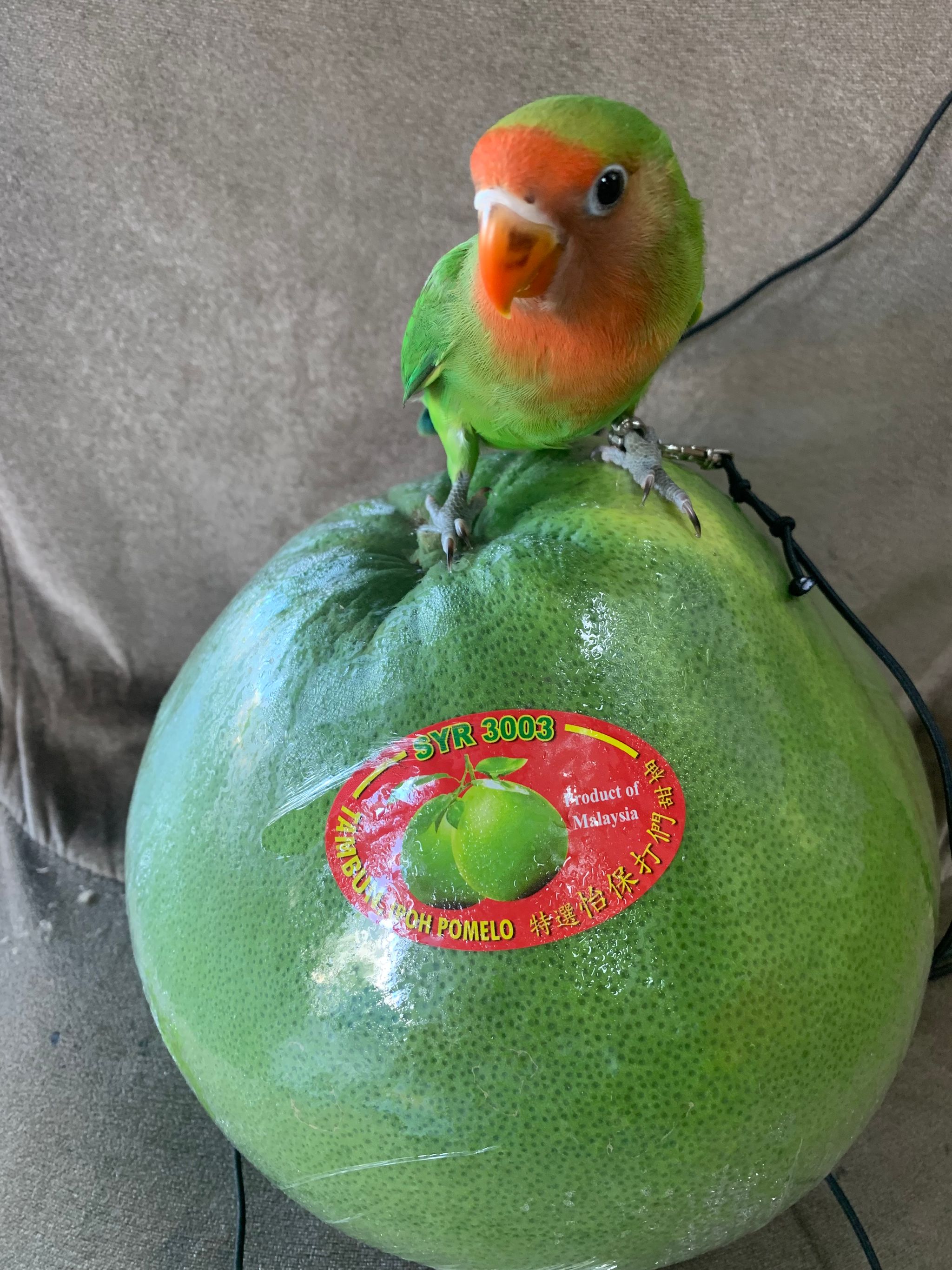 Malaysia Ipoh Pomelo_0