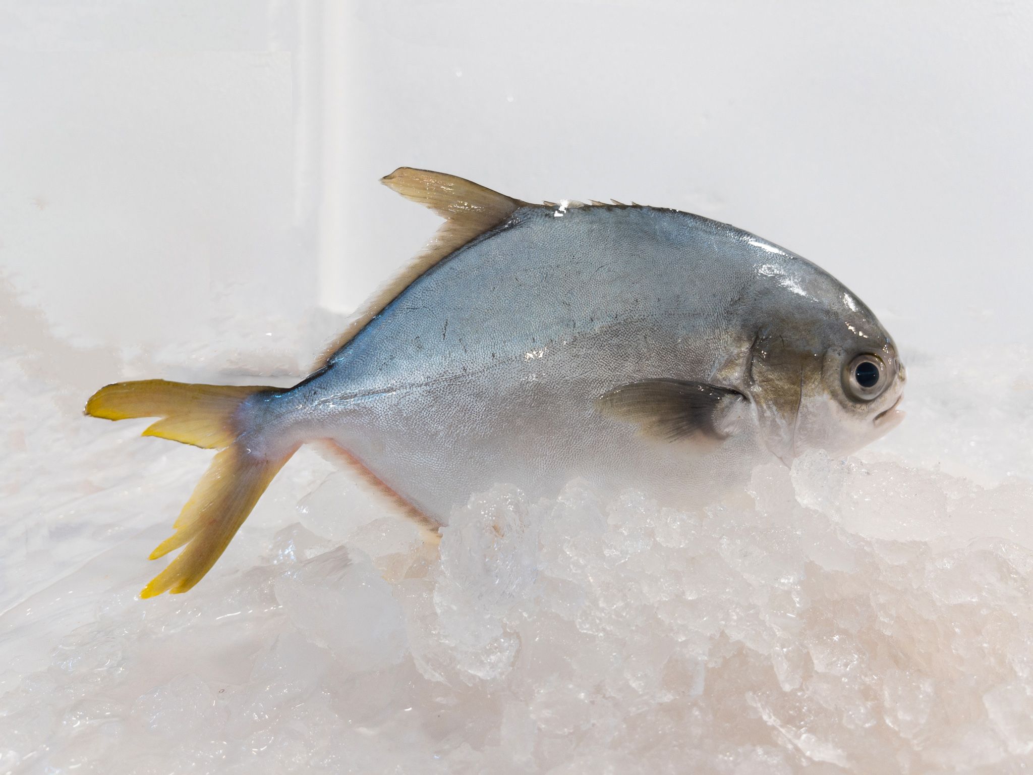 WF04 Golden Pomfret 金鲳魚 _0